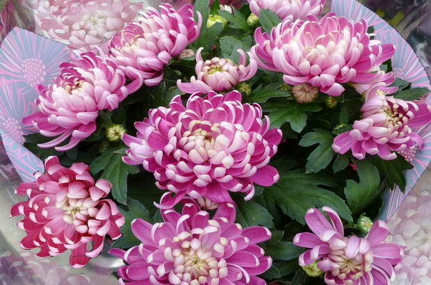 хризантема