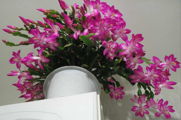 цветя подправка