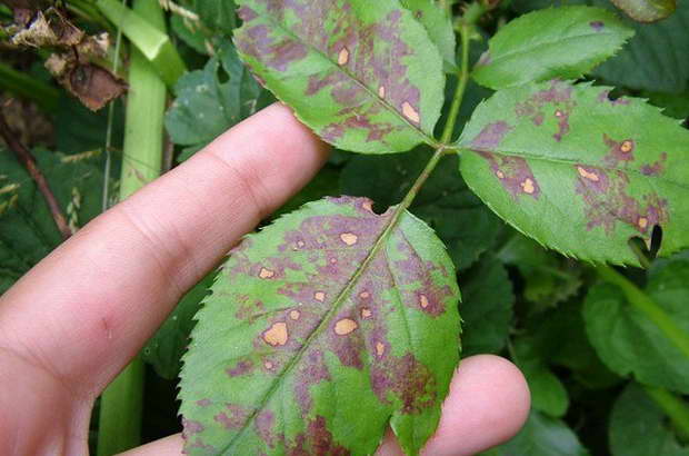 мана по розите